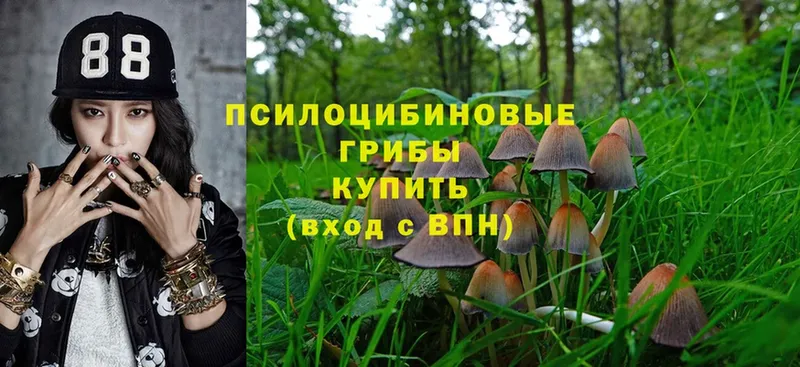 Псилоцибиновые грибы Psilocybe  Алагир 